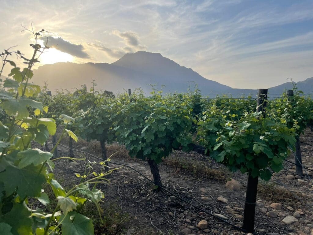 Vineyard sunset