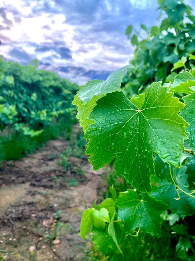 Green vineyard leaf