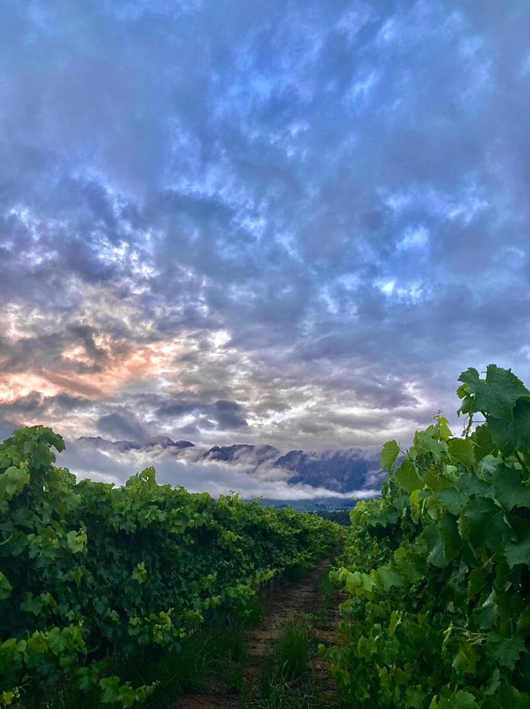 Vineyard and blue sky